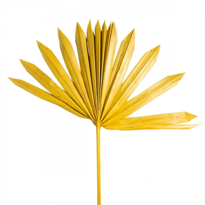 Sun Palm Cut mit Stiel in Gelb ( 30 Stück )