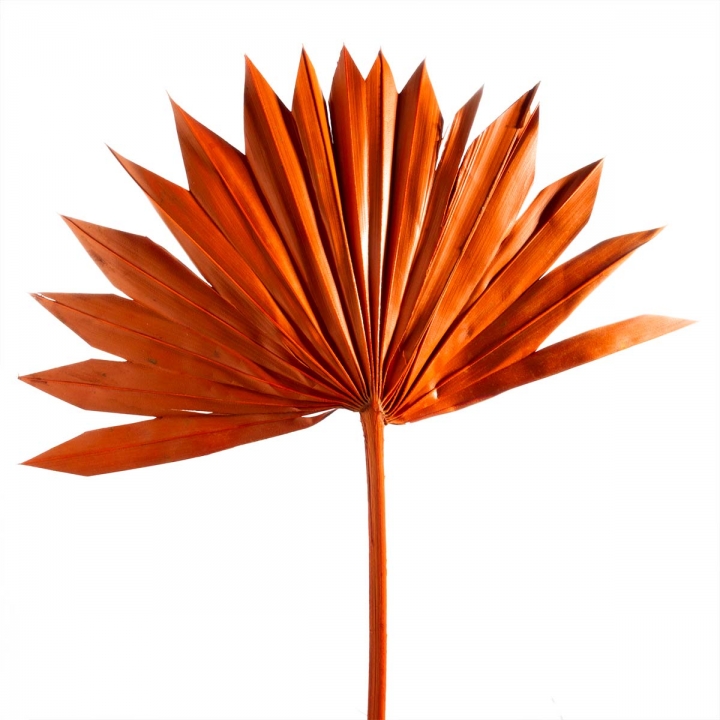 Sun Palm Cut mit Stiel in Orange ( 30 Stück )