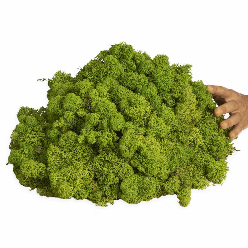 Islandmoos konserviert limettengrün 1 kg frisches grün hellgrün leuchtend Moos 