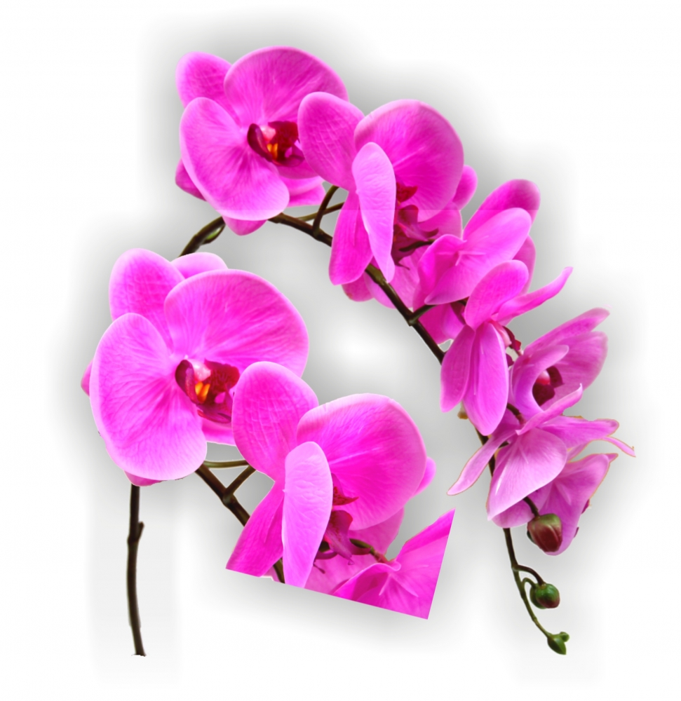 in Qualität lila Größe Phalaenopsis 1+ touch real 65cm Zweig,