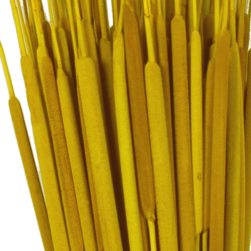 Schilfkolben Medium in Gelb ( VE 100 )