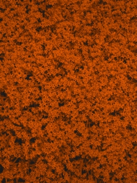 Statice Orange (2 Stück)