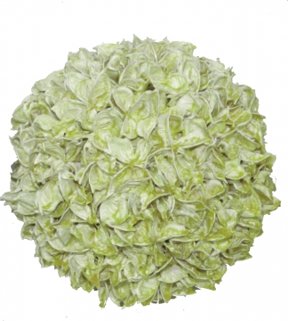 Baumwollfrucht Kugel Ø 18cm gewachst in Grün Light       