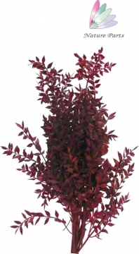 Ruskus Zweig gefärbt in Rot ( 250g )