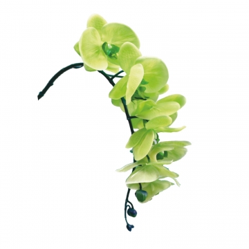 Orchideen Zweig gummiert in grün ( ca. 65cm ) (6 Stück)