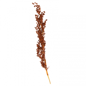 Palmiet Vlei Zweig gefärbt in Orange (30 Stück)