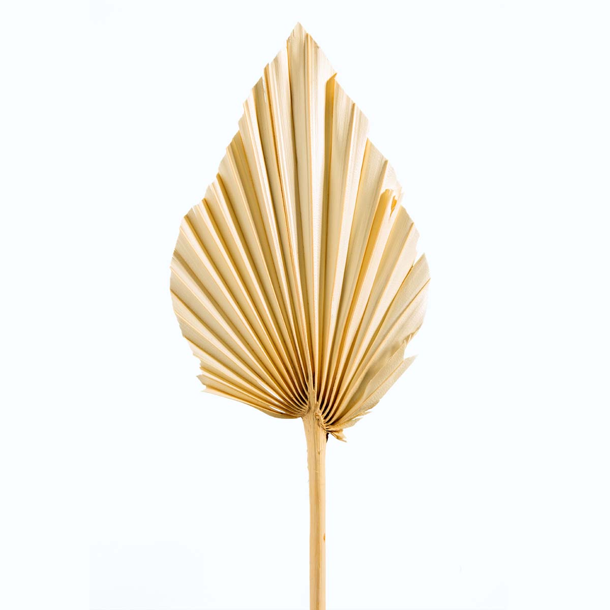 Palm Spear mit Stiel in Gebleicht