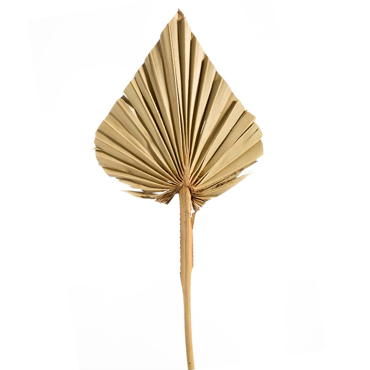 Palm Spear - Medium - Natur 