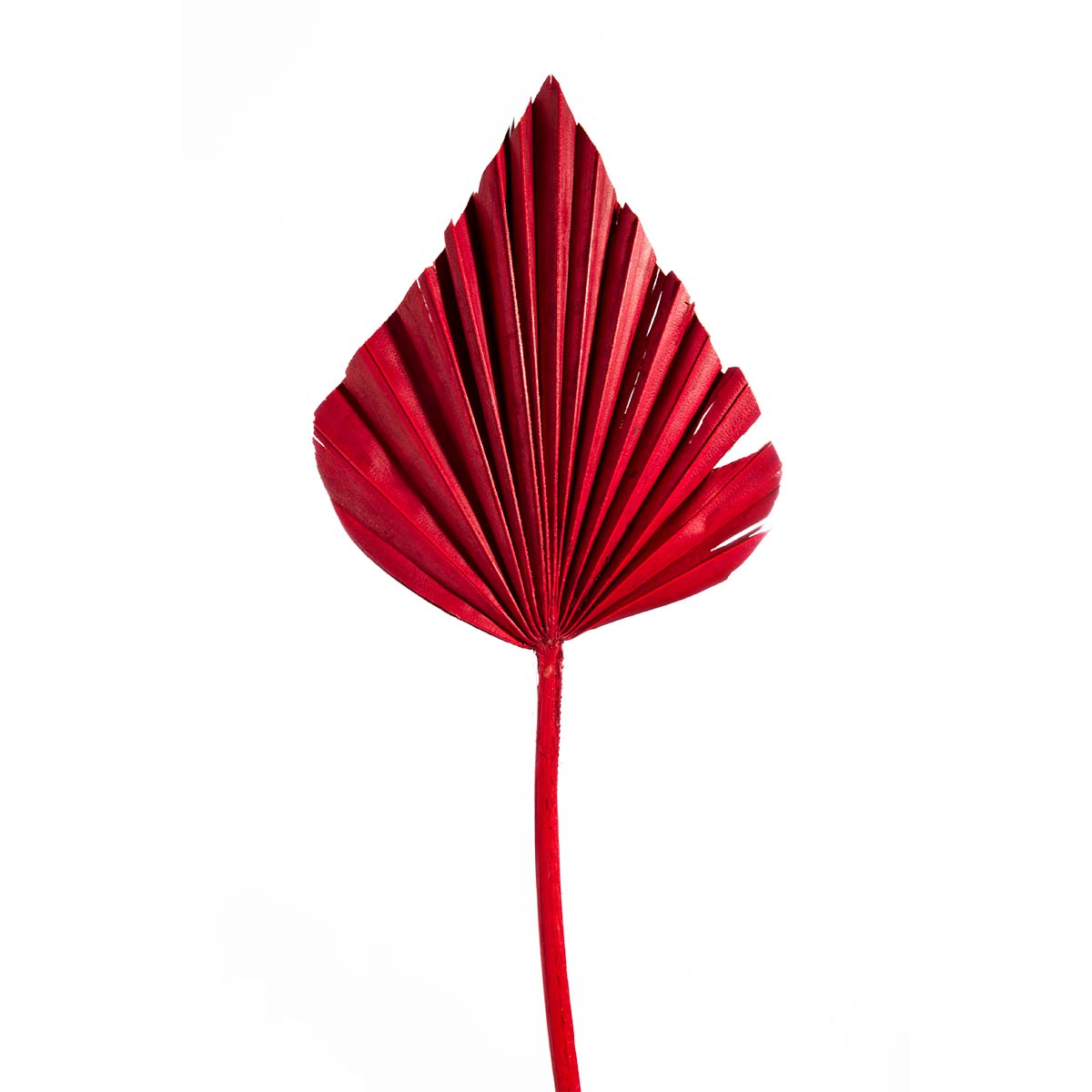 Palm Spear - Medium - Rot