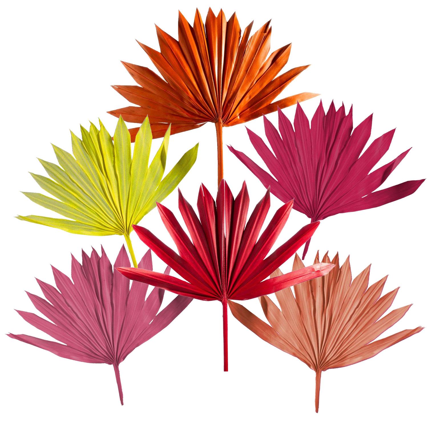 Sun Palm Cut - Gefärbt