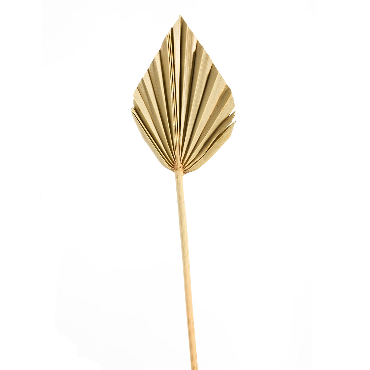 Palm Spear - Mini - Natur 