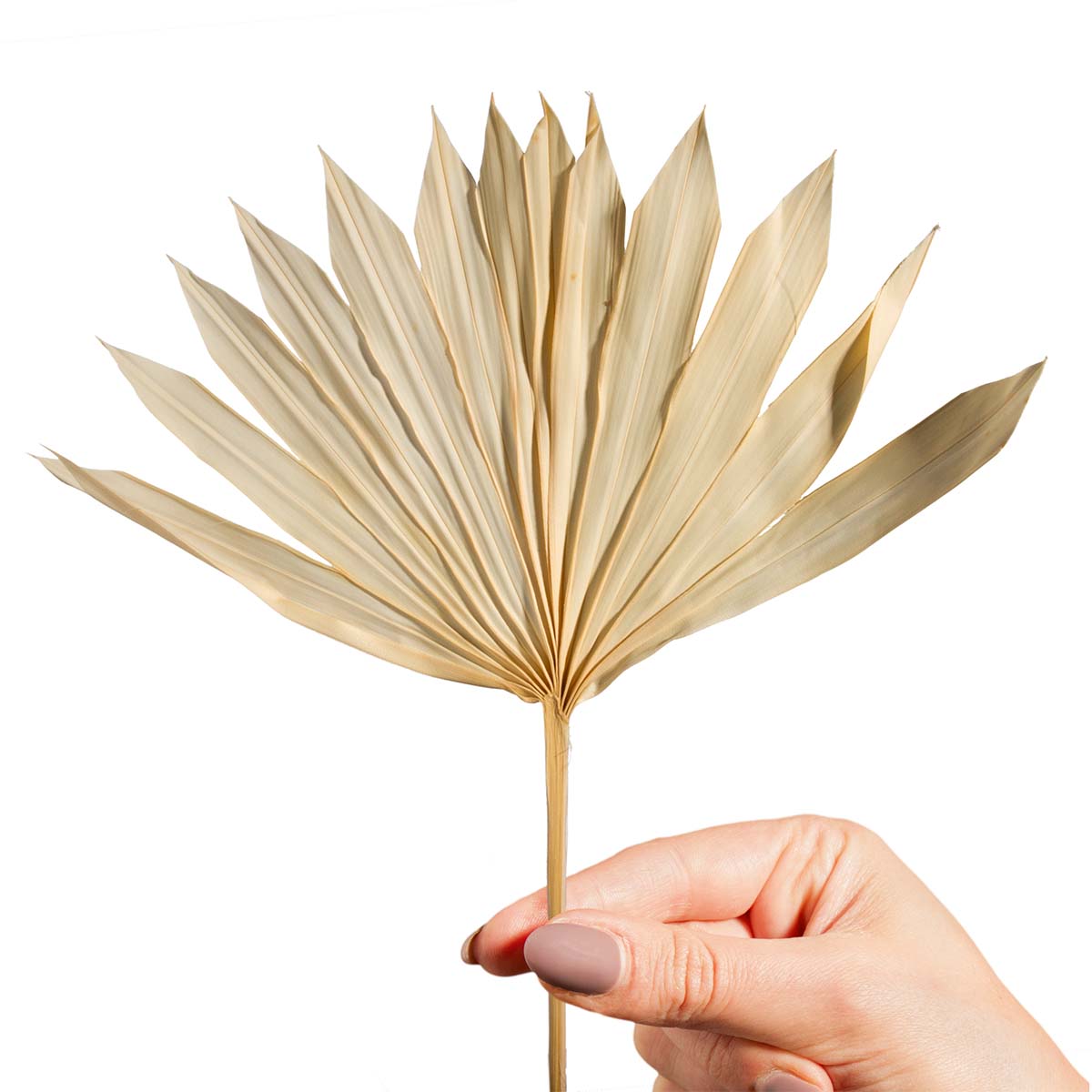 Sun Palm Cut - Gebleicht
