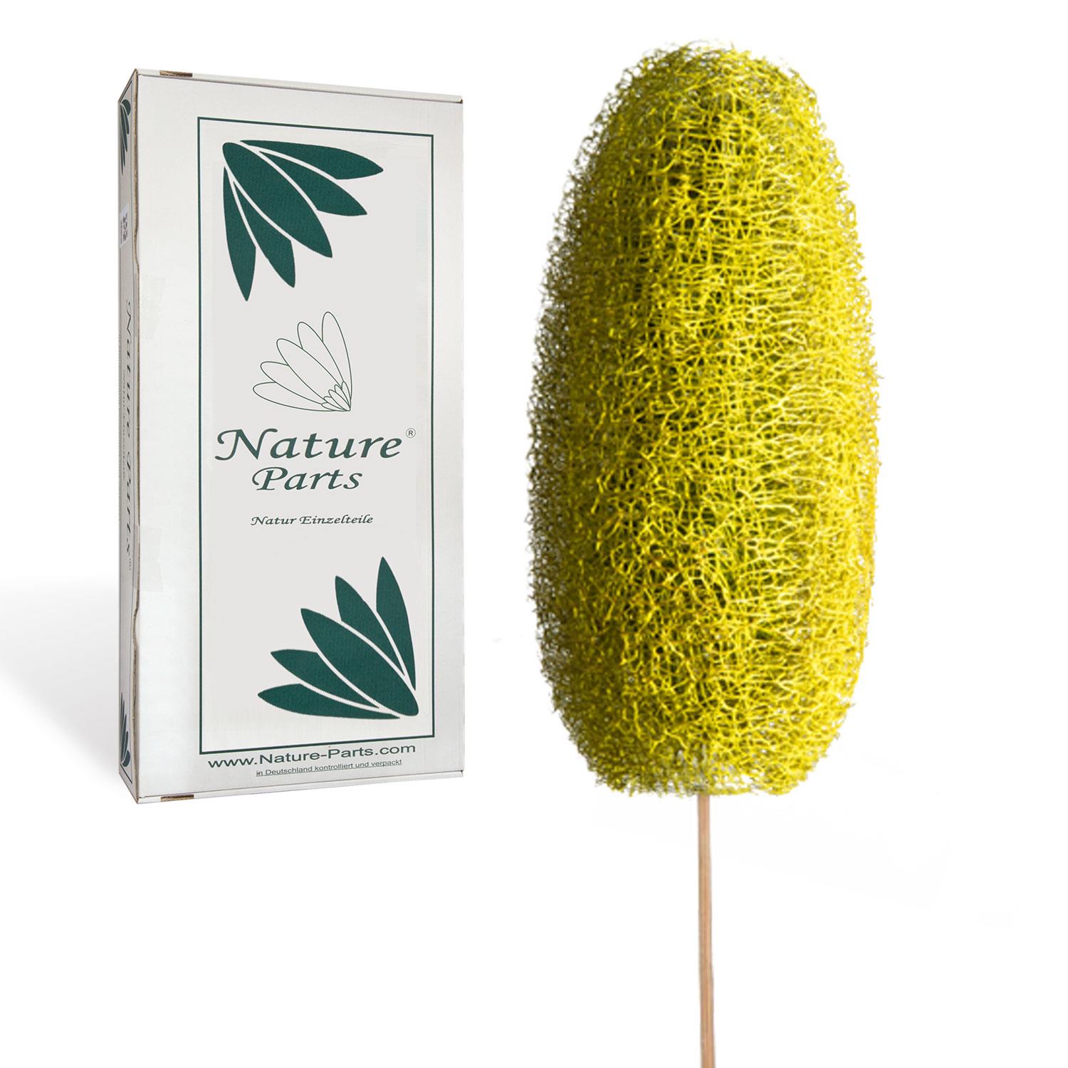 Luffa am Stiel - Lime (40 Stück)
