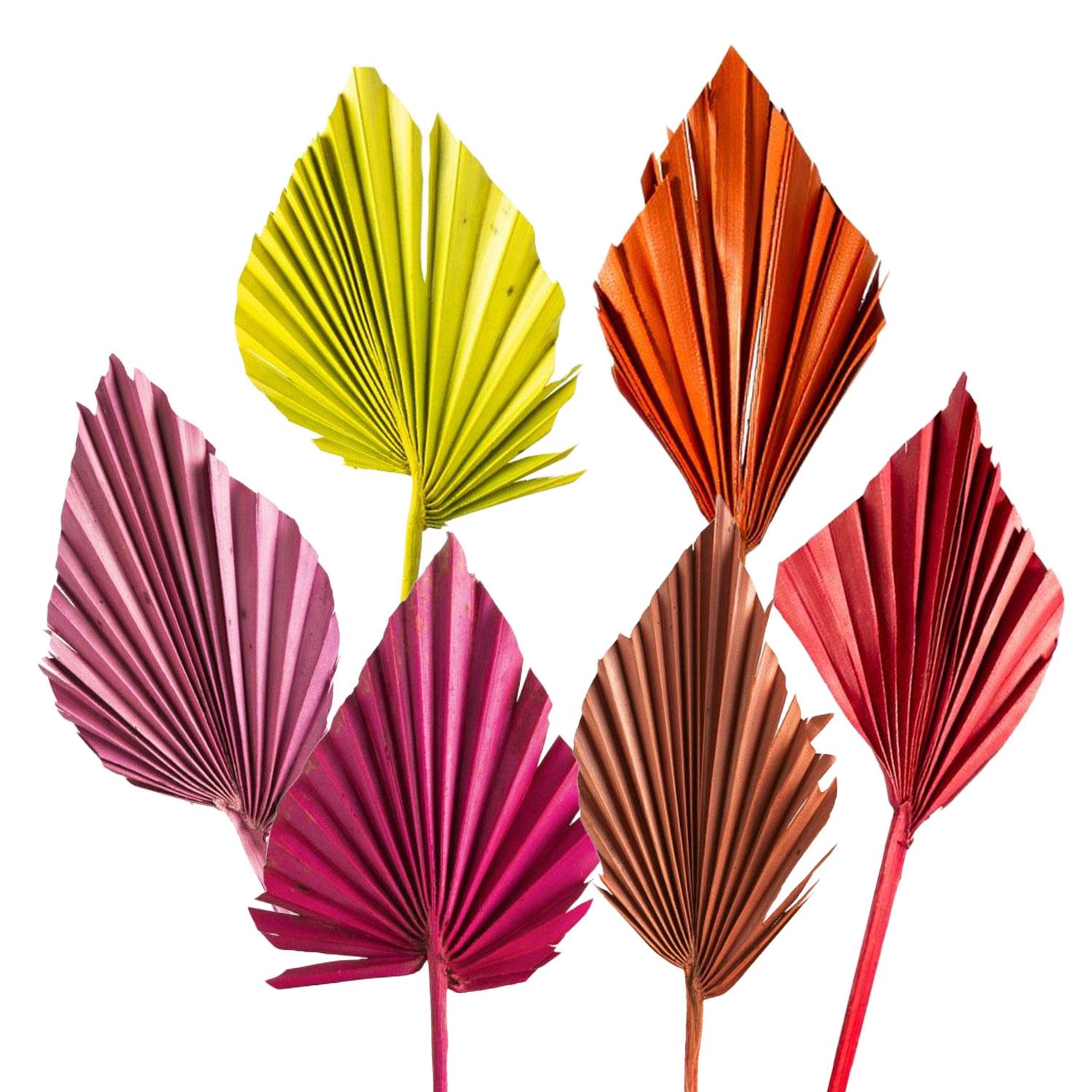 Palm Spear - Medium - Gefärbt