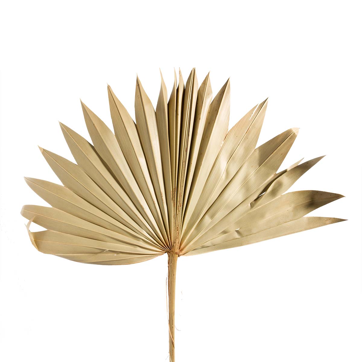 Sun Palm Cut - Natur 