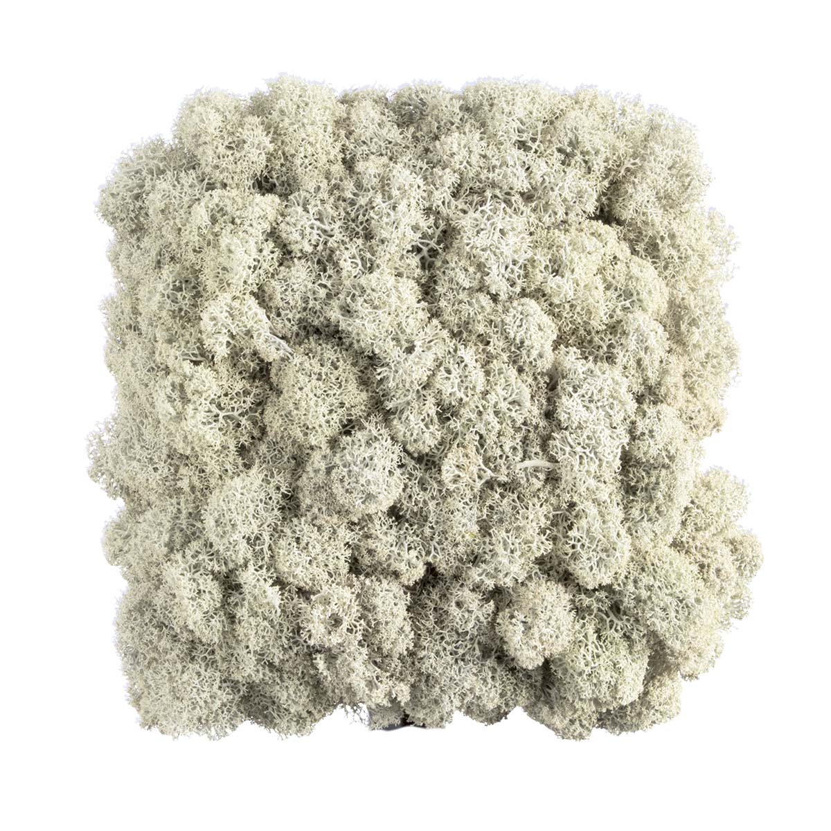Platte - Islandmoosteil - vollgesteckt - 10x10 cm